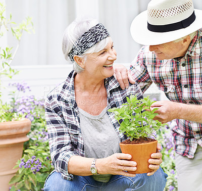 Buy stock photo Senior couple, happy and plant in garden for love, environment and sustainability in home. Man, woman and flowers outside for eco friendly, gardening and zen for retirement or weekend in spring