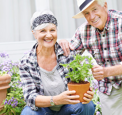 Buy stock photo Senior couple, smile and portrait with plant in garden for love and sustainability in home. Man, woman and flowers outside for eco friendly, gardening and zen for retirement or weekend in spring