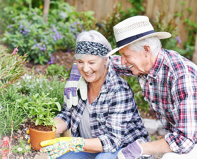Buy stock photo Senior couple, happiness and plant in garden for love, environment and sustainability in home. Man, woman and flowers outside for eco friendly, gardening and relax for retirement in countryside