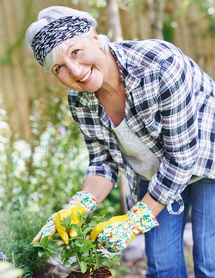 Buy stock photo A happy senior woman gardening in her back yard