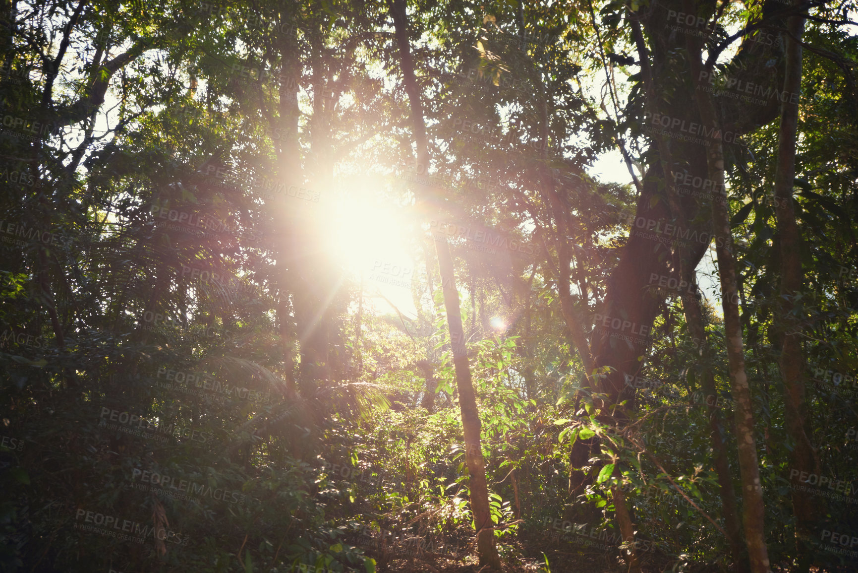 Buy stock photo The sun shining trough trees in a Rio forest