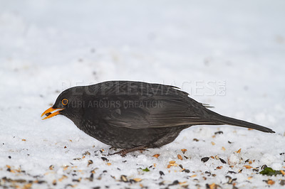 Buy stock photo Black, bird and hungry in nature with ice for winter, wildlife and natural habitat or environment for animal. Blackbird, survival and outdoors in cold weather in Europe for adaptation and snow