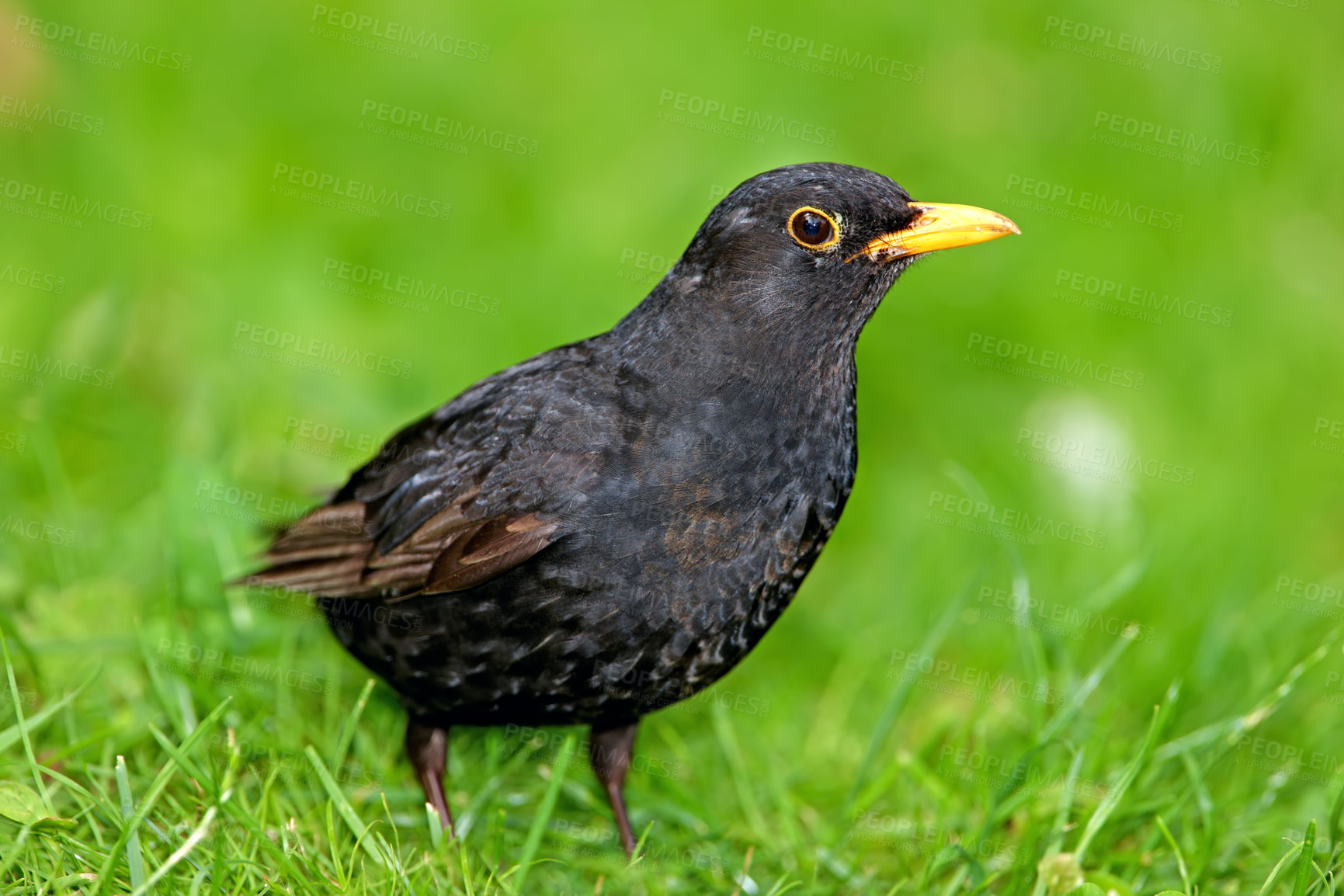 Buy stock photo Shot of a single bird outdoors