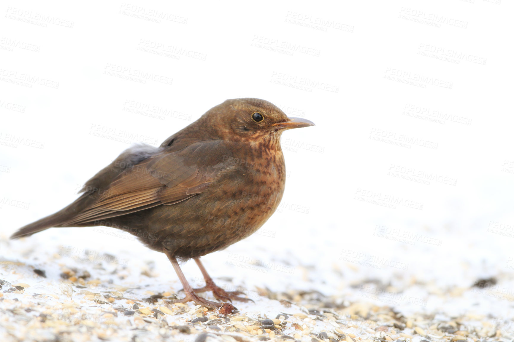 Buy stock photo Blackbird, chick and animal in spring nature on ground with snow or ice to search for food and seeds. Bird, breed or closeup outdoor in backyard or park in countryside with young songbird or wildlife