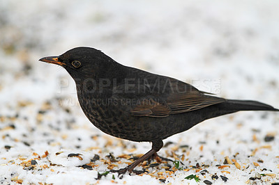 Buy stock photo Male blackbird in wintertime