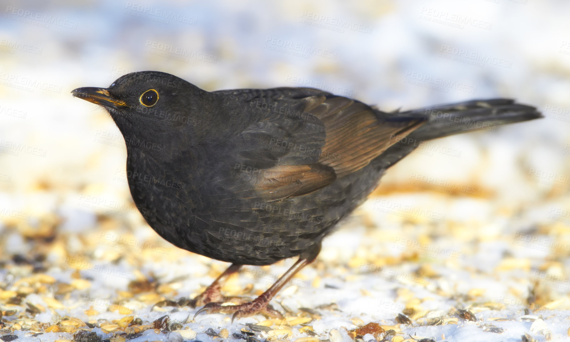 Buy stock photo Bird, seeds and snow in countryside for food with natural environment, ecology and dark feathers. Blackbird, hunger and cold weather in outdoor park for winter survival, wildlife and frozen ground