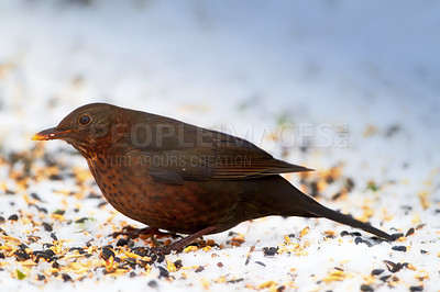 Buy stock photo Bird, environment or biodiversity in wildlife, conservation or sustainability of nature in spring. Female common blackbird, seeds or animal of tail feather in eco friendly, ecosystem or countryside