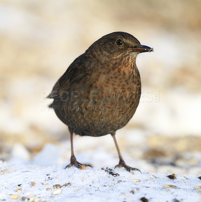 Buy stock photo Eurasian Bullfinch - Pyrrhula pyrrhula.  Beautiful garden bird in Europe, incl. Denmark