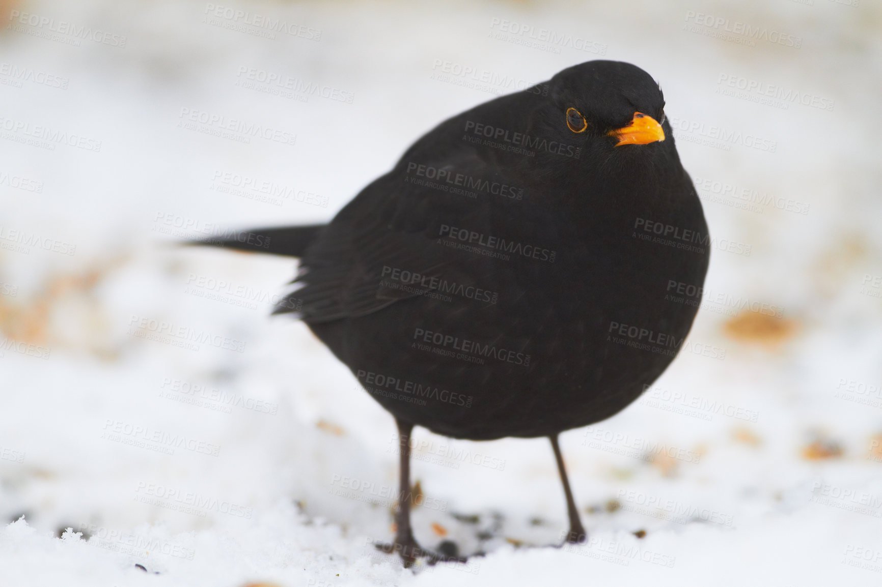 Buy stock photo Black, bird and hungry in nature with snow for winter, wildlife and natural habitat or environment for animal. Blackbird, survival and outdoors in cold weather in Europe for adaptation and ice