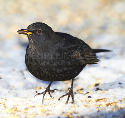 Buy stock photo Black, bird and outdoor in nature with snow for winter, wildlife and natural habitat or environment for animal. Blackbird, survival and hungry in cold weather in Europe for adaptation and closeup.