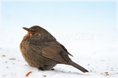 Buy stock photo Chick, blackbird and animal in spring nature on ground with snow or ice to search for food and seeds. Bird, breed or closeup outdoor in backyard or park in countryside with young songbird or wildlife