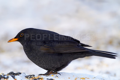 Buy stock photo Black, bird and food in nature with snow for winter, wildlife and natural habitat or environment for animal. Blackbird, survival and hungry in cold weather in Europe for adaptation and closeup