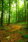 Lush forest in the spring