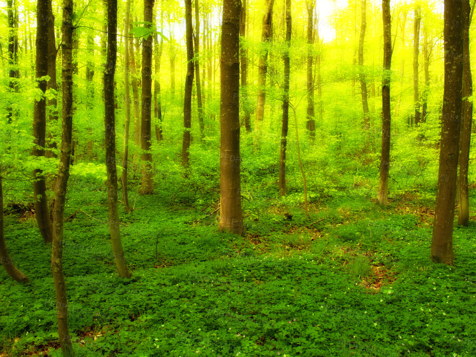 Buy stock photo Landscape, forest and green with trees in summer for conservation or sustainability of ecosystem. Environment. jungle and nature with rainforest or woods for adventure, exploration and hiking