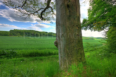 Buy stock photo Forrest, green and nature in Denmark for environmental, landscape and countryside for spring. Plants, trees and grass in park for growth, foliage and ecology in daytime for outdoor relaxation.