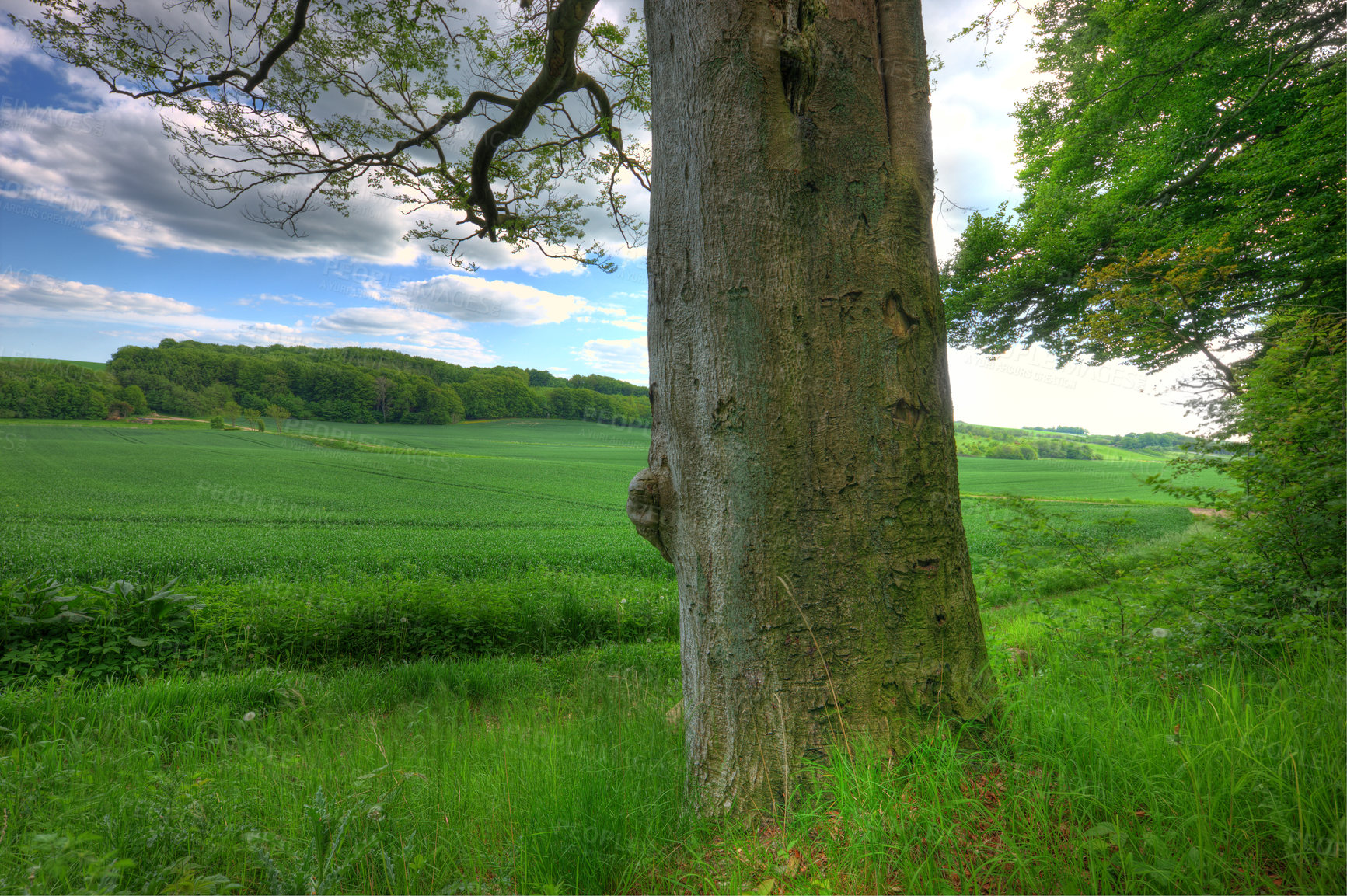 Buy stock photo Forrest, green and nature in Denmark for environmental, landscape and countryside for spring. Plants, trees and grass in park for growth, foliage and ecology in daytime for outdoor relaxation.