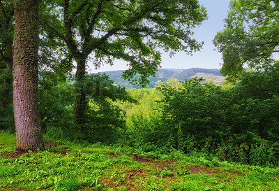 Buy stock photo Nature, forest and spring with jungle, landscape and growth for natural climate and ecology. Morning, environment and Denmark countryside with green, trees and woods for outdoor and peace or calm