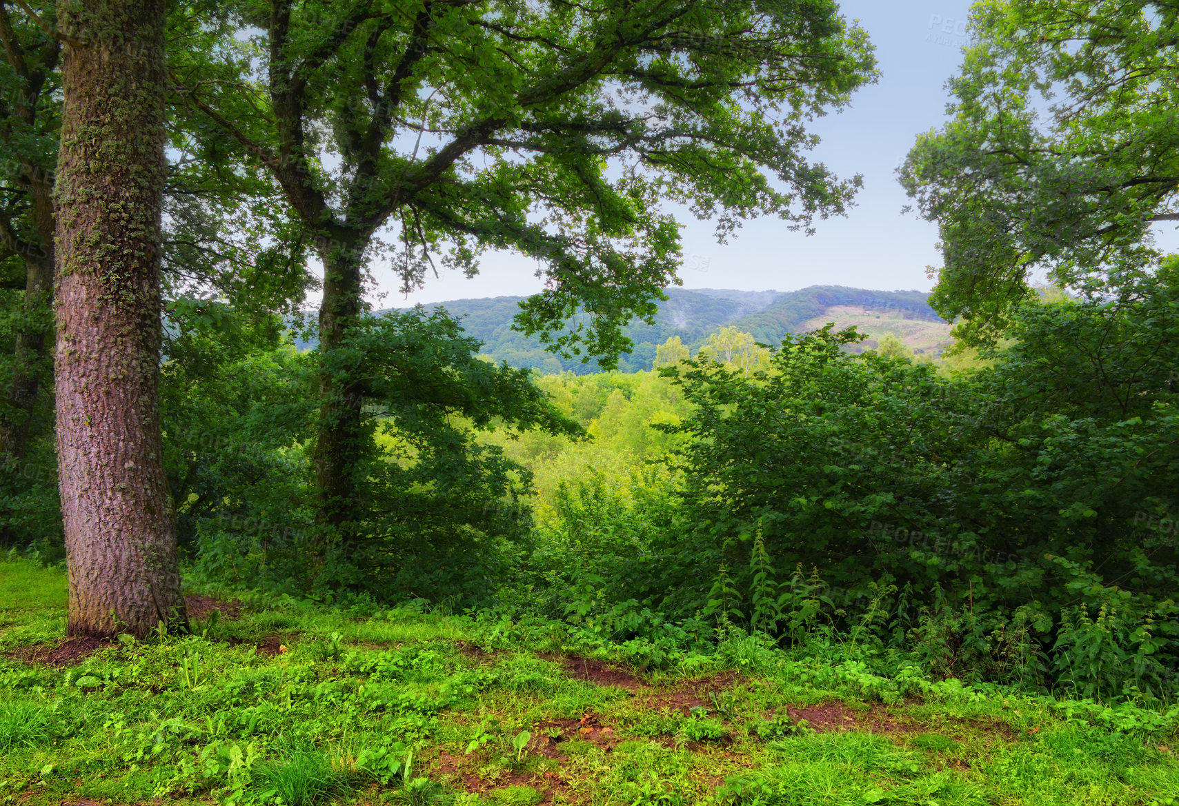 Buy stock photo Nature, forest and spring with jungle, landscape and growth for natural climate and ecology. Morning, environment and Denmark countryside with green, trees and woods for outdoor and peace or calm