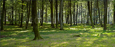 Buy stock photo A very sharp and detailed photo of the famous saturated Danish forest in springtime