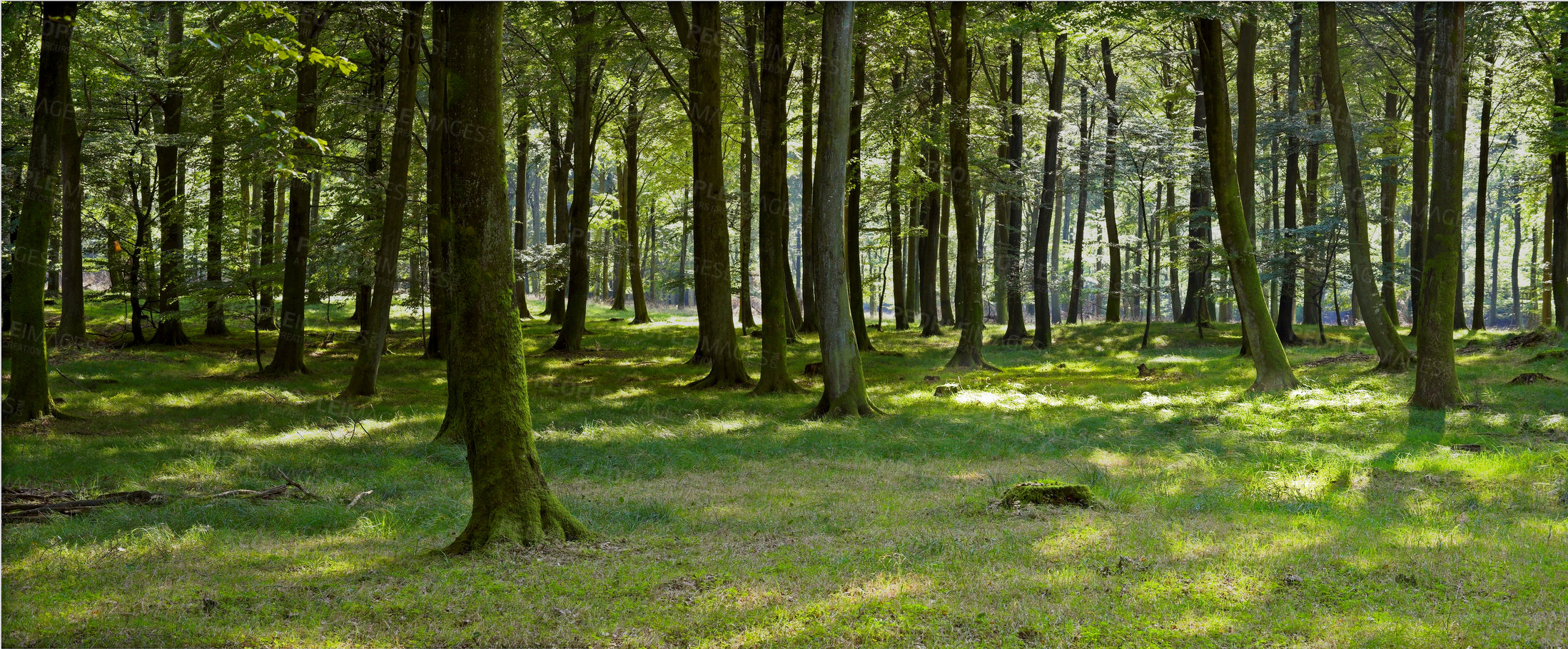 Buy stock photo A very sharp and detailed photo of the famous saturated Danish forest in springtime