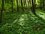 Lush forest in the spring