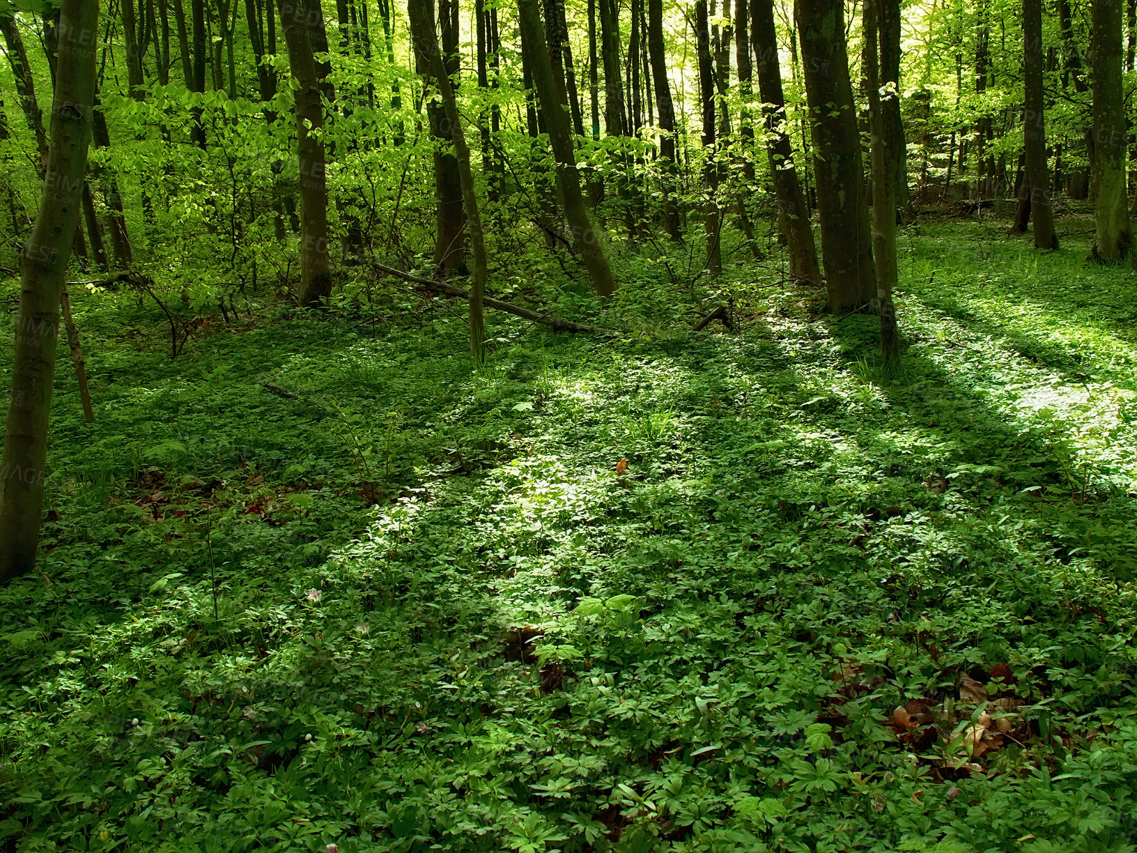 Buy stock photo Environment, landscape and nature with trees in summer for conservation or sustainability of ecosystem. Earth, jungle and location with rainforest or woods for adventure, exploration and hiking