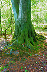 Lush forest in the spring