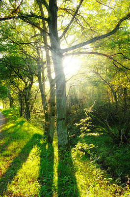 Buy stock photo Forest, sunlight and trees in nature or environment with landscape, greenery and conservation for travel. Woods, ecosystem and jungle with plants in summer for adventure, explore or hiking in Denmark