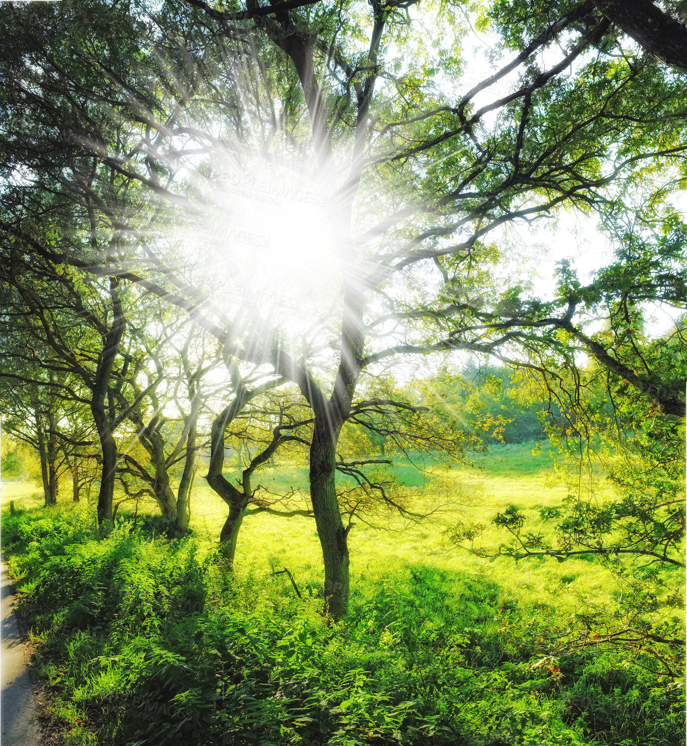 Buy stock photo A very sharp and detailed photo of the famous saturated Danish forest in springtime