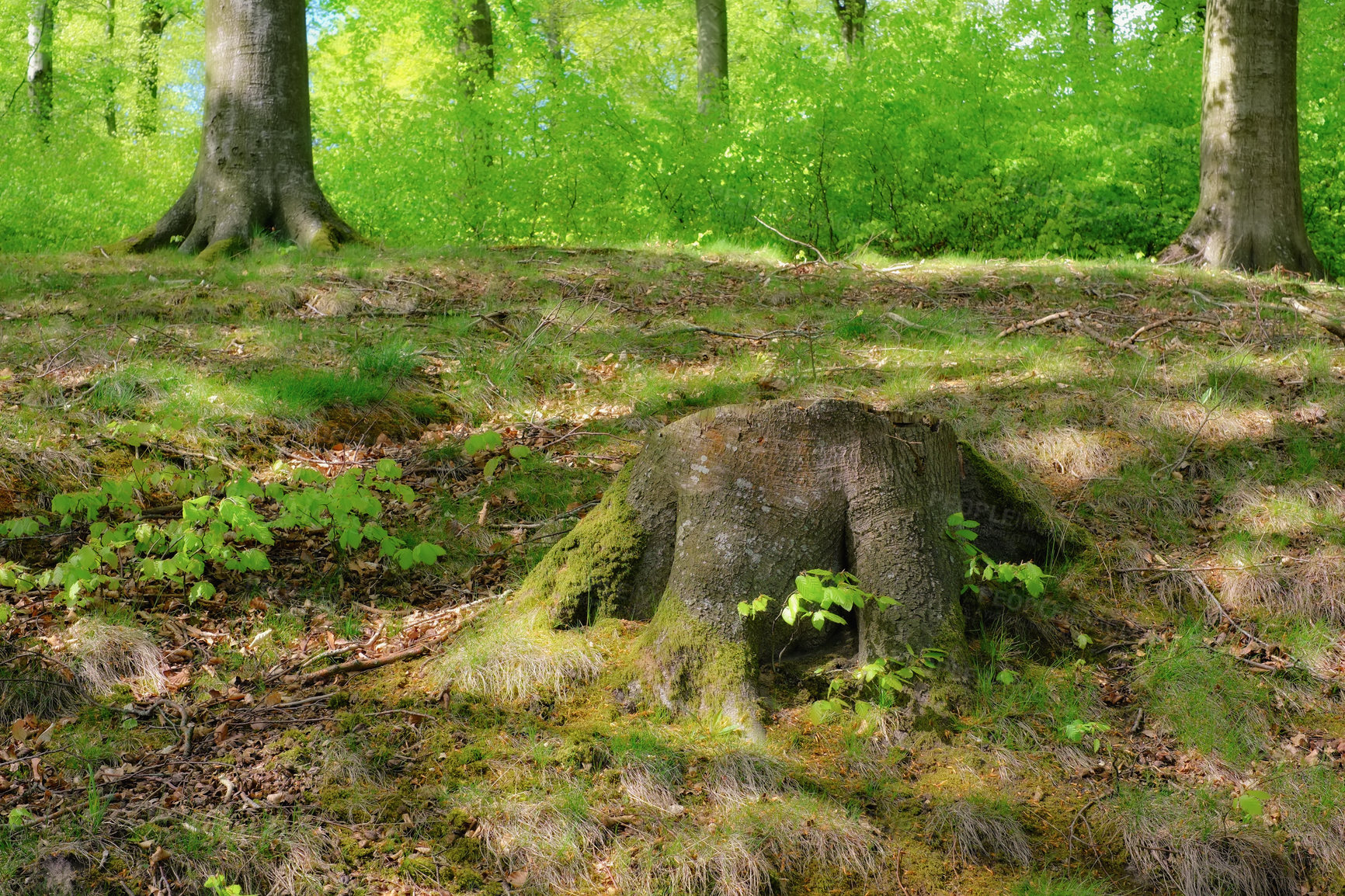 Buy stock photo A very sharp and detailed photo of the famous saturated Danish forest in springtime