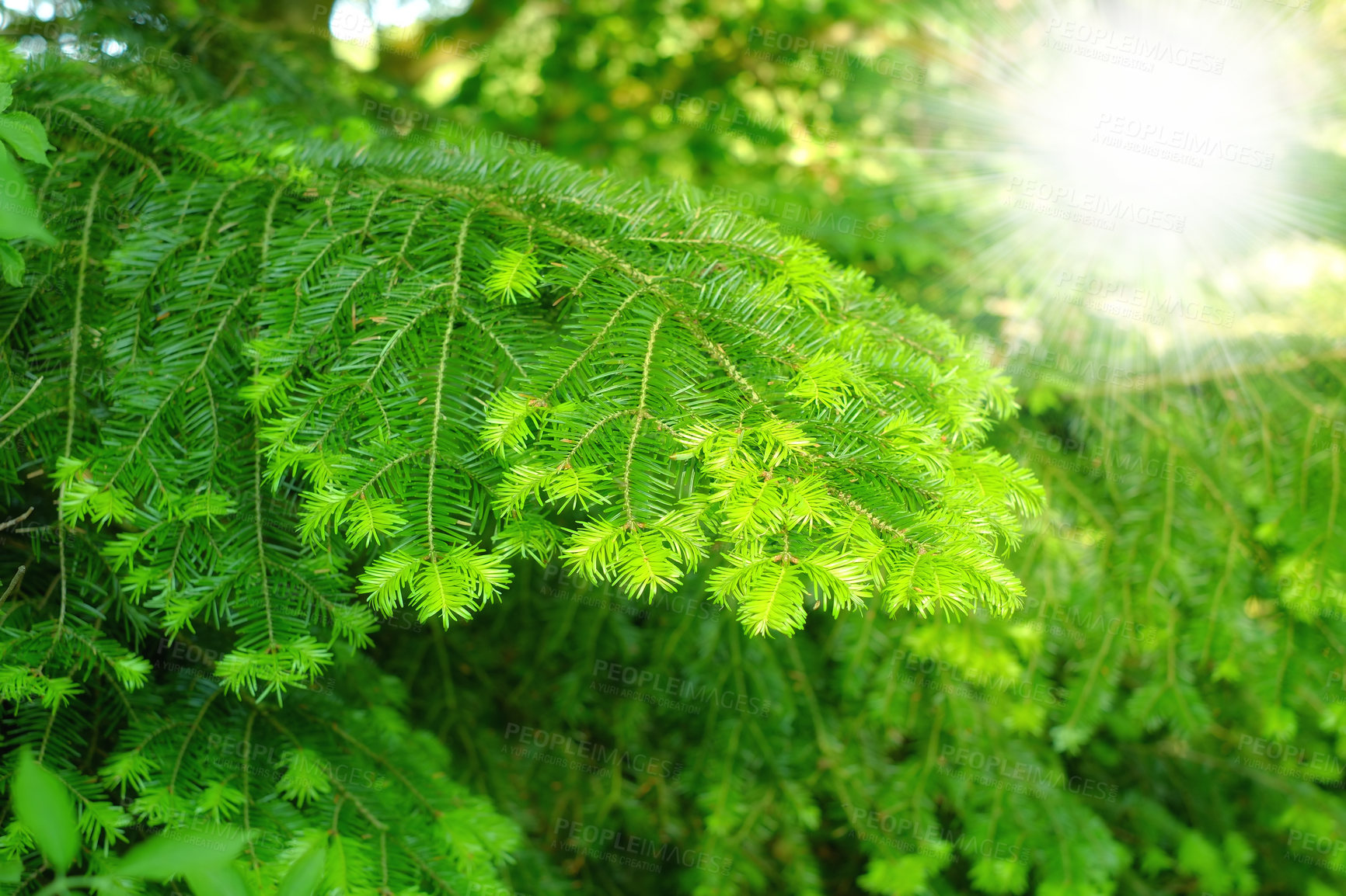 Buy stock photo Leaves, nature and sunshine with plants closeup outdoor in green environment, forest and jungle in summer in Brazil. Park, countryside and bush for growth, ecology and tropical woods with garden