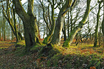 Lush forest in the spring