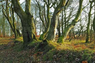 Buy stock photo Forest, woodland and trees in nature or environment with landscape, greenery and conservation for travel. Woods, ecosystem and field with plants in summer for adventure, explore or hiking in Denmark 