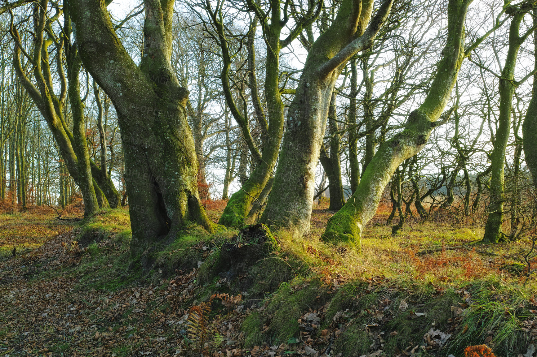 Buy stock photo Forest, woodland and trees in nature or environment with landscape, greenery and conservation for travel. Woods, ecosystem and field with plants in summer for adventure, explore or hiking in Denmark 