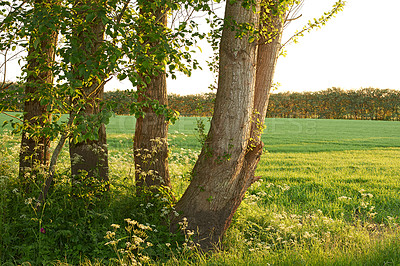 Buy stock photo Forest, field and trees in nature or environment with landscape, greenery and conservation for travel. Woods, ecosystem and land with plants in summer for adventure, explore and scenery in Denmark 