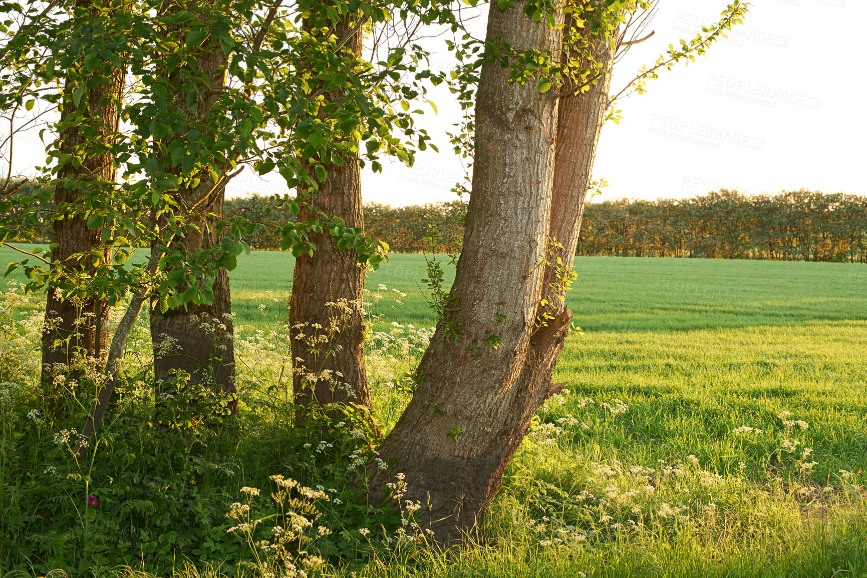 Buy stock photo Forest, field and trees in nature or environment with landscape, greenery and conservation for travel. Woods, ecosystem and land with plants in summer for adventure, explore and scenery in Denmark 