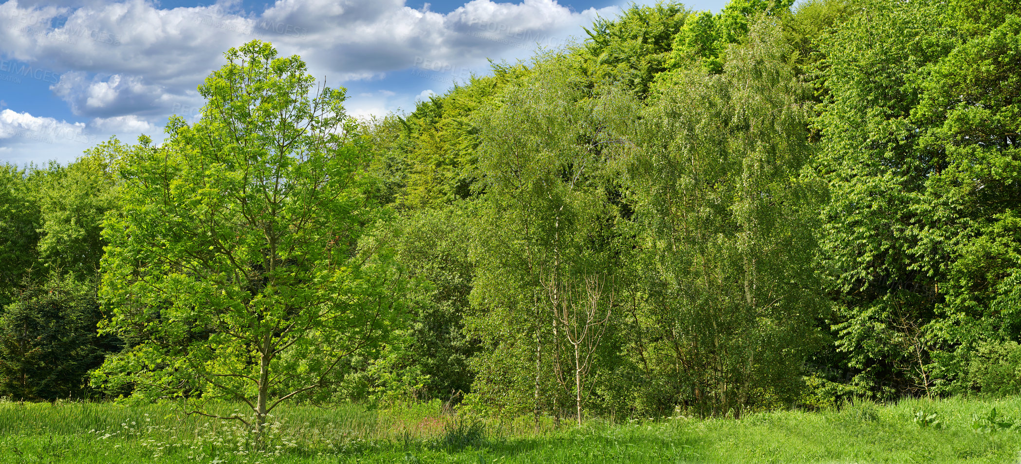 Buy stock photo A photo of the young forest in springtime
