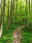 Lush forest in the spring