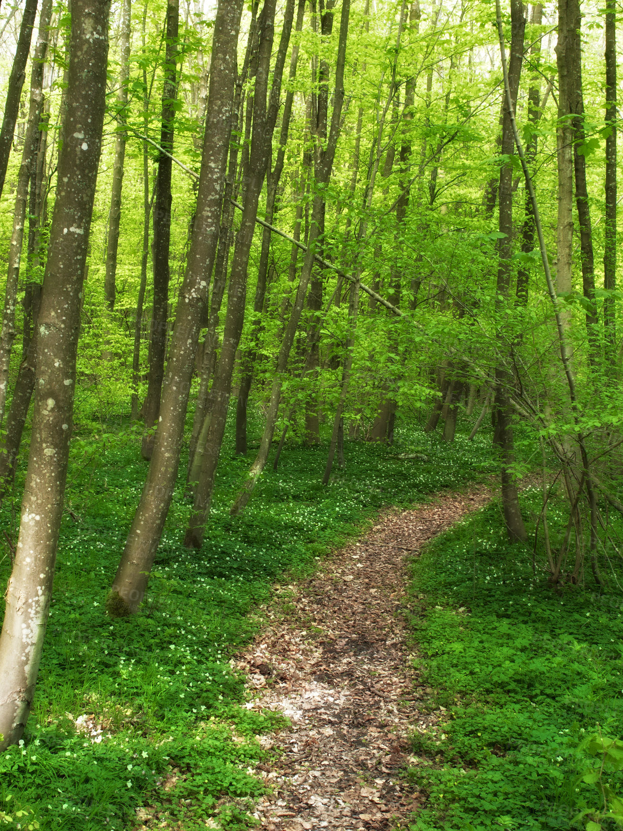 Buy stock photo Landscape, forest and path with trees in summer for conservation or sustainability of ecosystem. Environment jungle and dirt road with rainforest or woods for adventure, exploration and hiking