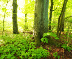 Lush forest in the spring