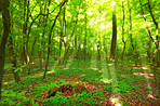 Lush forest in the spring