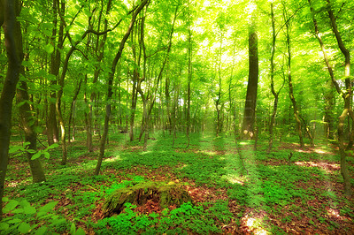 Buy stock photo A photo of forest beauty in  springtime