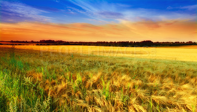 Buy stock photo Sunset, field and wheat plants on farm, ecology and travel to countryside or outdoor nature. Dusk, meadow and earth for landscape or peace and calm sustainability, grain and growth in environment