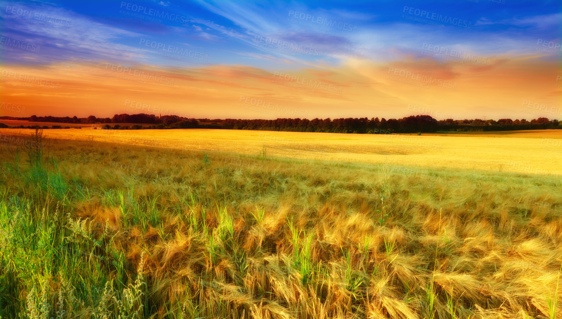 Buy stock photo Sunset, field and wheat plants on farm, ecology and travel to countryside or outdoor nature. Dusk, meadow and earth for landscape or peace and calm sustainability, grain and growth in environment