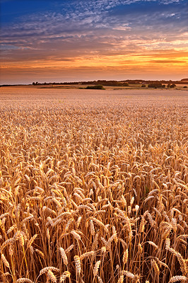 Buy stock photo Sunset, open field and wheat plants on farm, ecology and travel to countryside or outdoor nature. Dusk, food and earth for landscape or peace and calm sustainability, grain and growth in environment