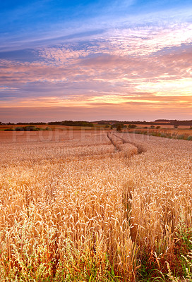 Buy stock photo A photo of a vibrant country field in harvest