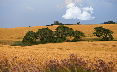 Buy stock photo Outdoors, open field and plants on farm, ecology and travel to countryside or nature. Blue sky, meadow and earth for landscape or peace and calm sustainability, mockup space and growth in environment