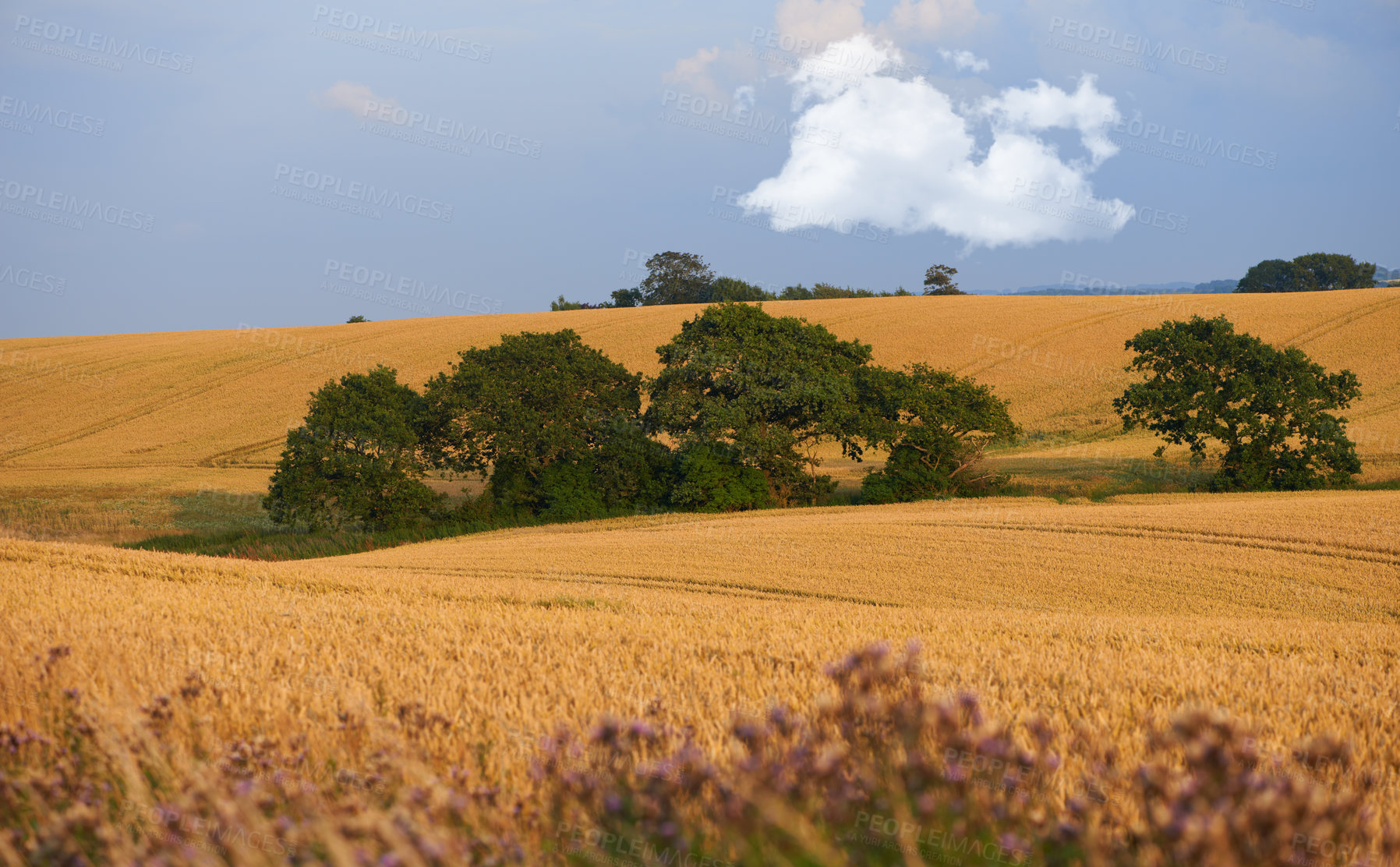 Buy stock photo Outdoors, open field and plants on farm, ecology and travel to countryside or nature. Blue sky, meadow and earth for landscape or peace and calm sustainability, mockup space and growth in environment