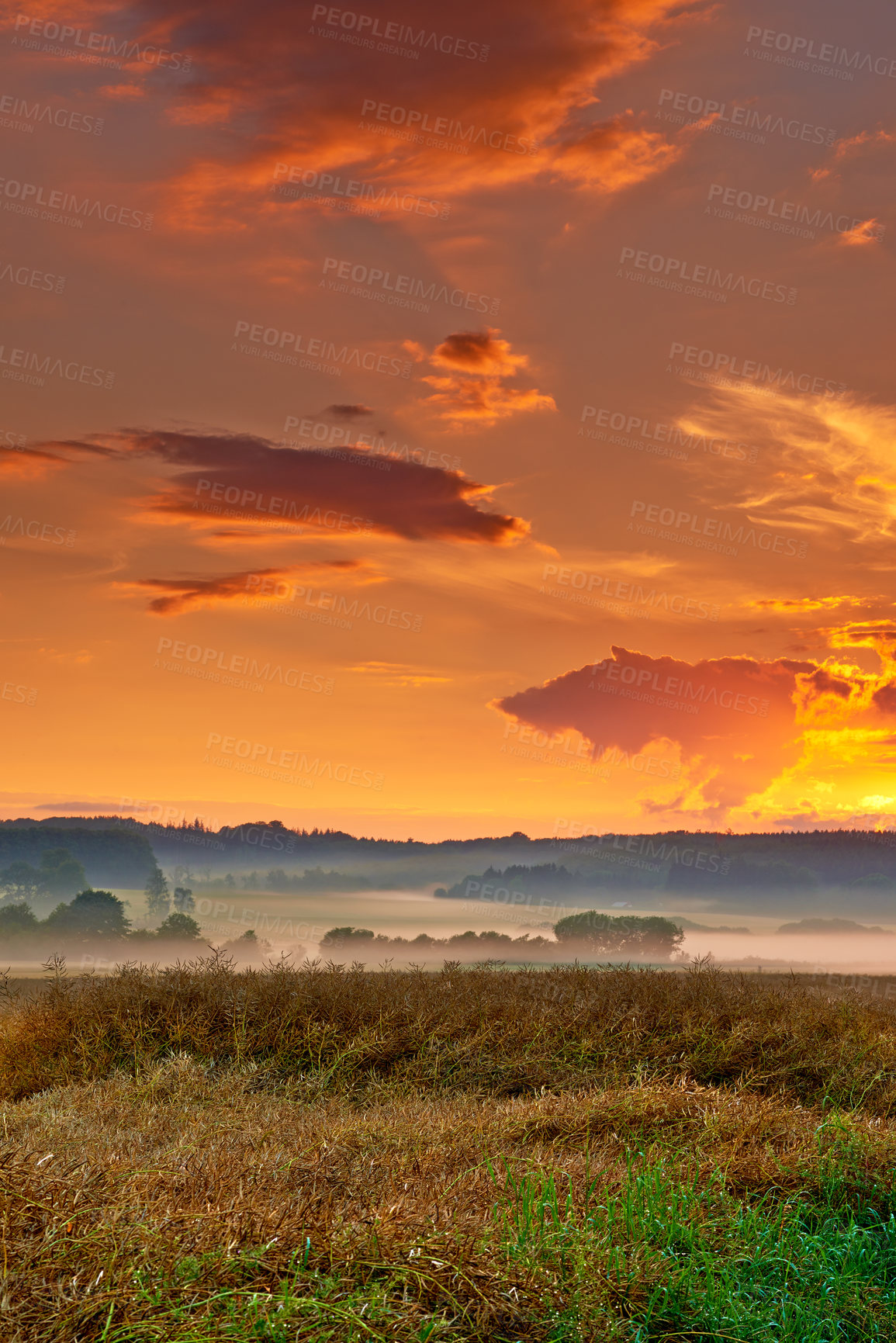 Buy stock photo Sunset, field and plants on farm, ecology and travel to countryside or outdoor nature. Dusk, meadow and earth for landscape or peace and calm sustainability, relax and growth in grass environment