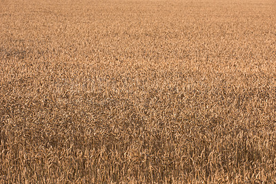 Buy stock photo Wheat field, landscape and farming with nature in countryside, sustainability and growth for environment. Eco friendly, plant or grain for agriculture, ecosystem and harvest on farmland in Italy